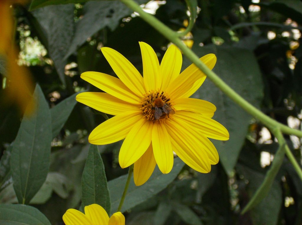 Helianthus tuberosus